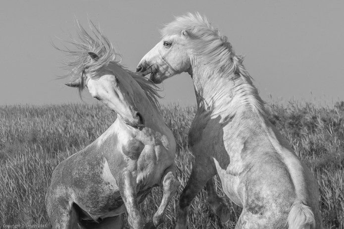 a1_20150524_20150524__DSC8958_6000 x 4000-2