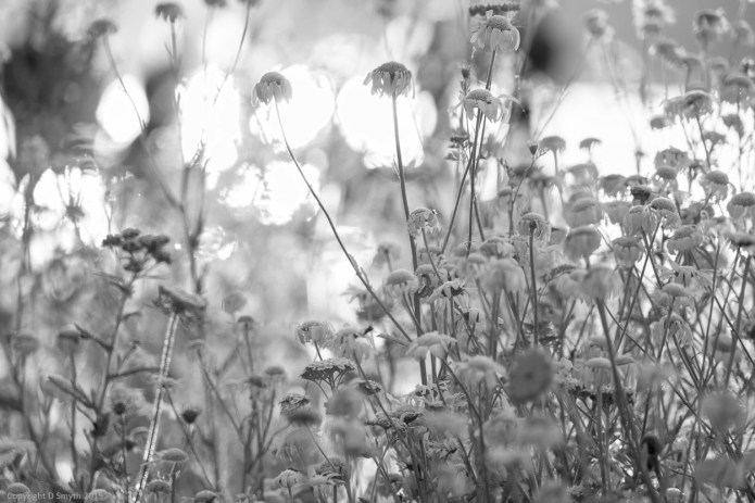 Daisies in hyde Park - new edit