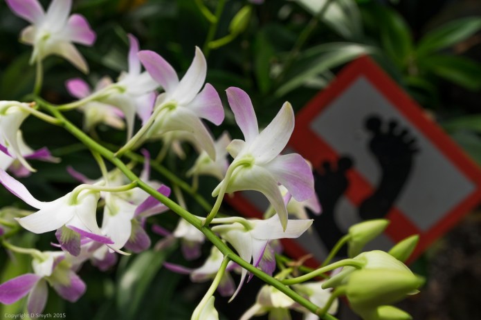 a1_20150726_20150726__DSC1772_3936 x 2624