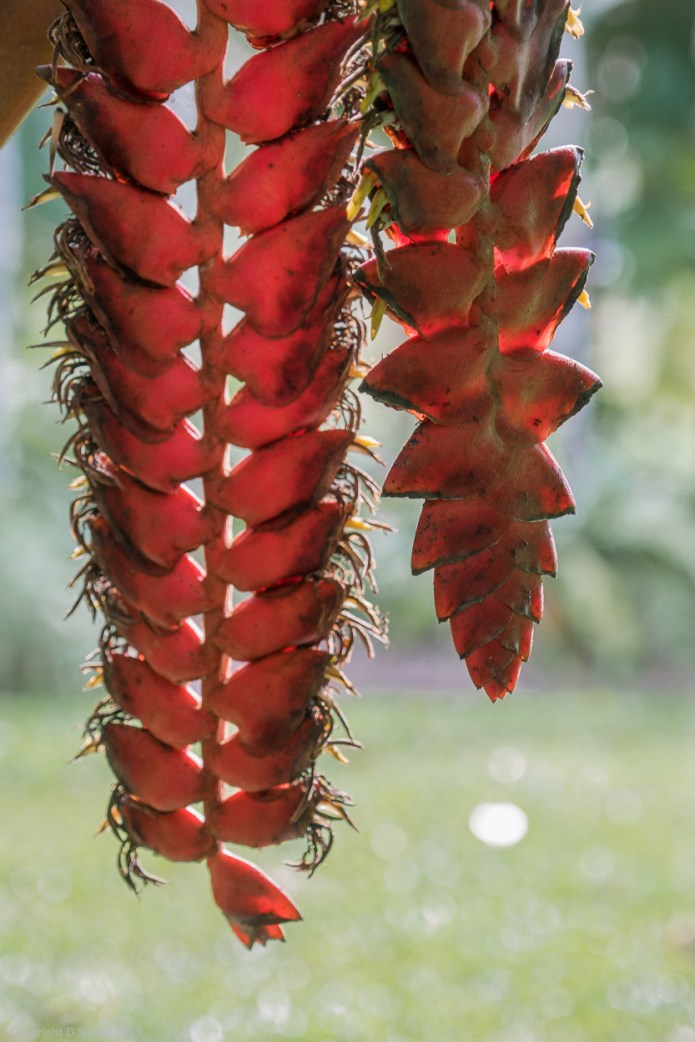 a1_20150726_20150726__DSC1815_4000 x 6000