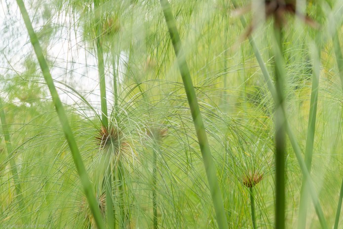 a1_20150726_20150726__DSC1801_6000 x 4000-2