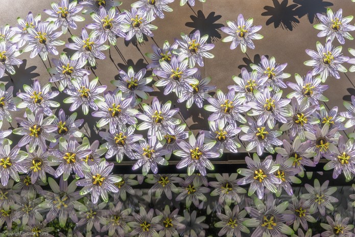 a1_20150906_20150906__DSC0181_6000 x 4000-4