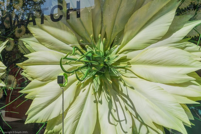 a1_20150906_20150906__DSC0182_6000 x 4000-2