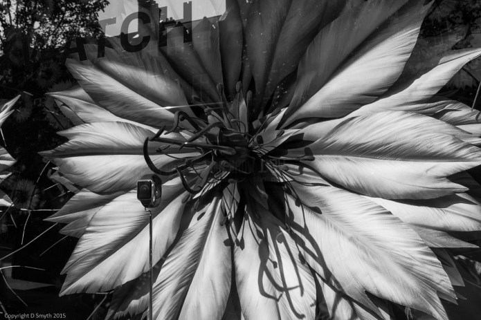 a1_20150906_20150906__DSC0182_6000 x 4000-3