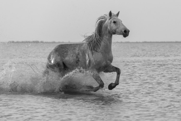 a1_20150525_20150525__DSC9584_6000 x 4000-3