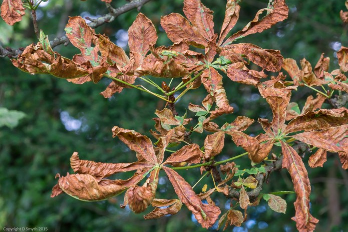 a1_20151008_20151008__DSC1561_6000 x 4000