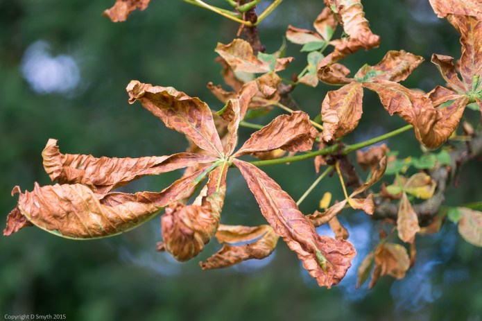 a1_20151008_20151008__DSC1563_6000 x 4000