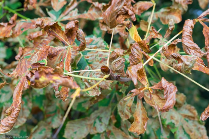 a1_20151008_20151008__DSC1564_6000 x 4000