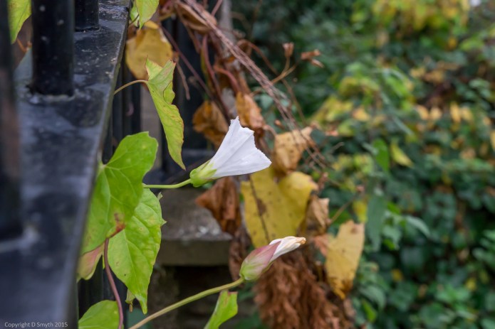 a1_20151028_20151028__DSC1819_6000 x 4000