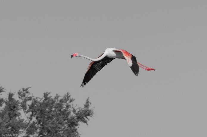 a1_20150522_20150522__DSC8251_6000 x 4000