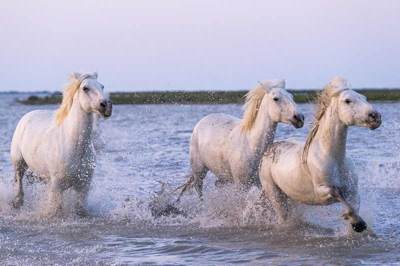 camargue-trio-travel-with-intent