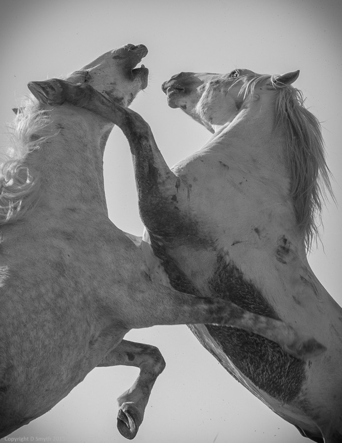 a1_20150524_20150524__DSC9019_6000 x 4000-3