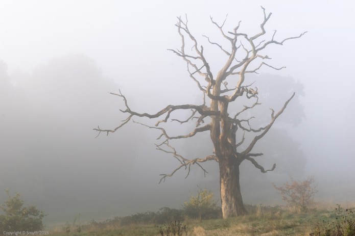 a1_20151101_20151101_untitled_109_6000 x 4000-2