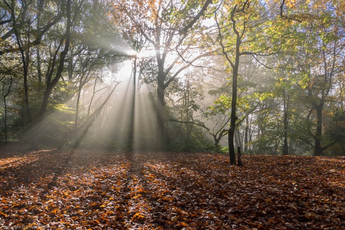 a1_20151101_20151101_untitled_155_6000 x 4000