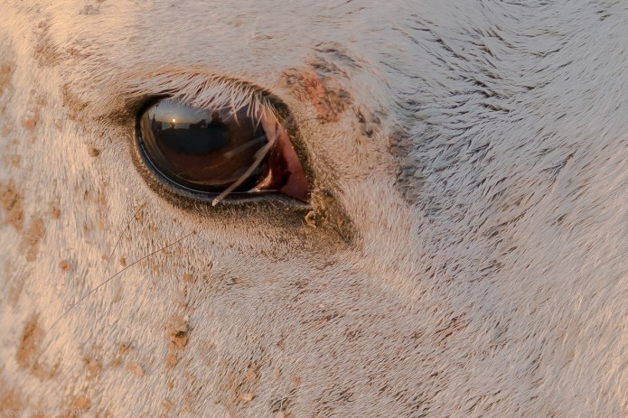 a1_20150523_20150523__DSC8373_6000 x 4000-2