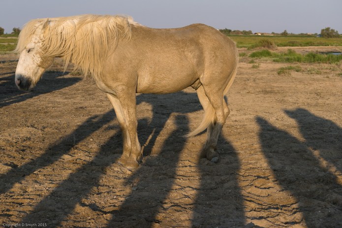 a1_20150523_20150523__DSC8499_6000 x 4000