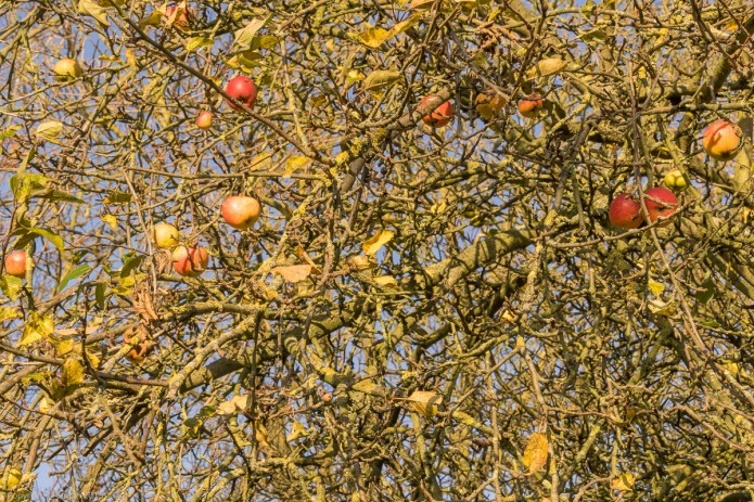 a1_20151202_20151202_untitled_001_6000 x 4000