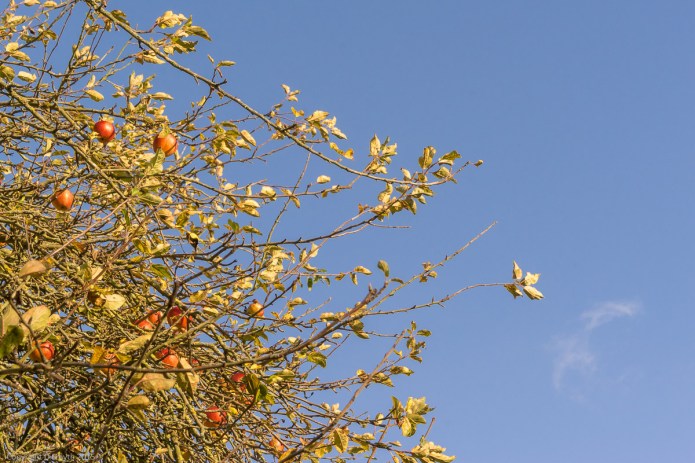 Autumnal Apples in Hertfordshire