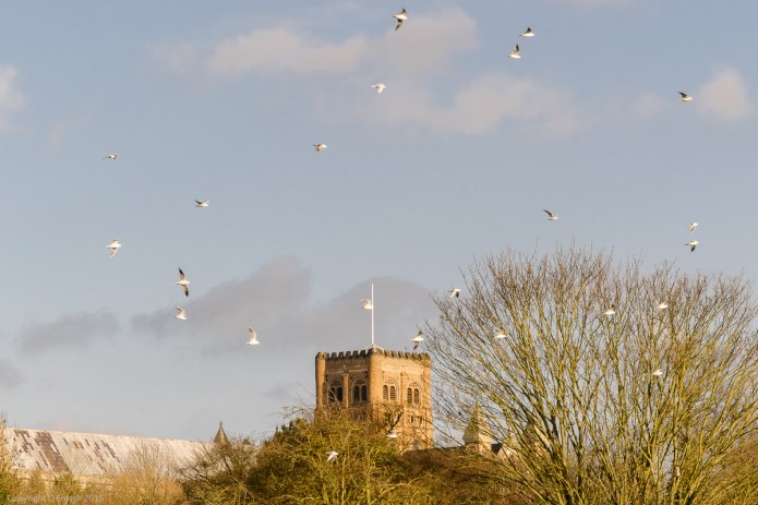 a1_20151202_20151202_untitled_079_6000 x 4000