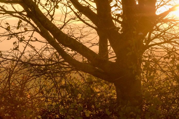 a1_20151214_20151214_untitled_010_6000 x 4000