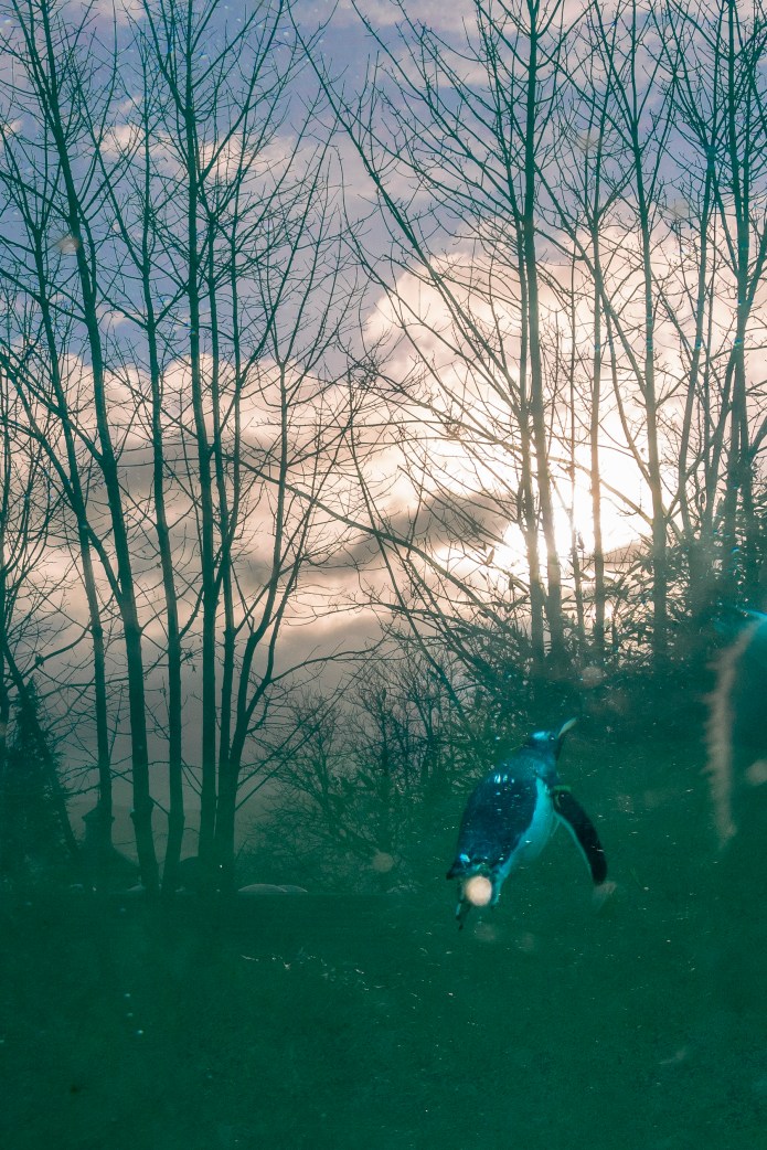a1_20151220_20151220_untitled_030_6000 x 4000