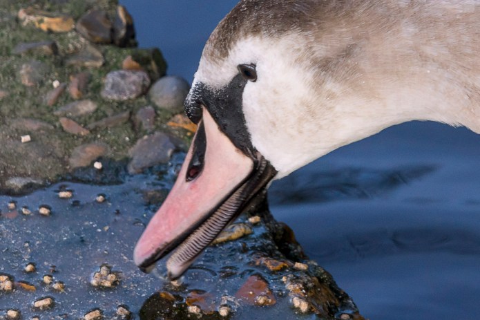 a1_20160110_20160110_St Albans_048_6000 x 4000-2