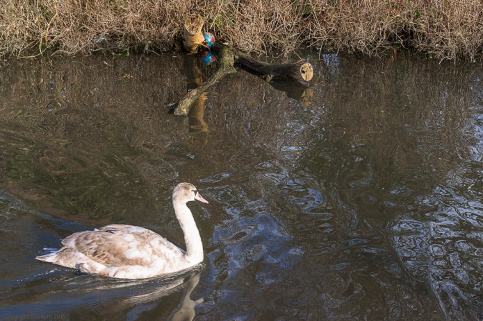 bw_20160110_20160110_St Albans_034_6000 x 4000