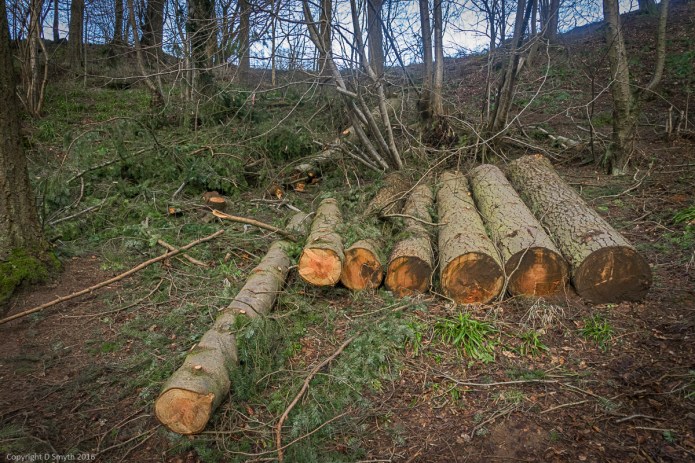 a1_20160212_20160212_NewLanark_057_6000 x 4000