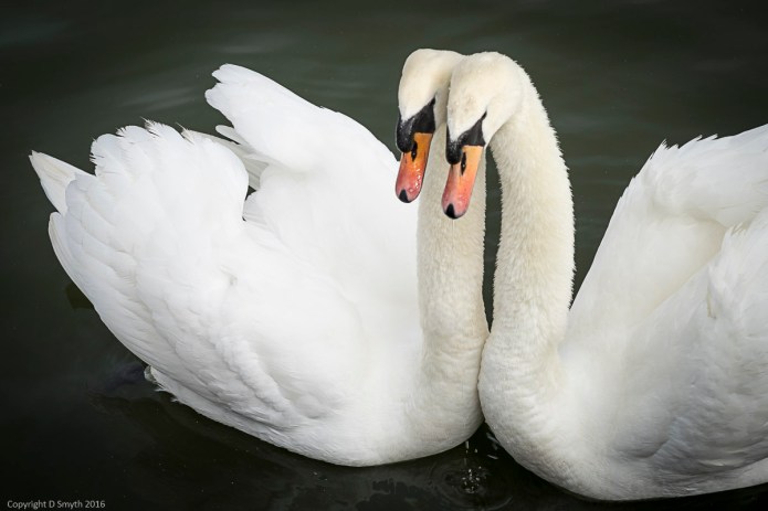 a1_20160226_20160226_KewGardens_00609525_6000 x 4000