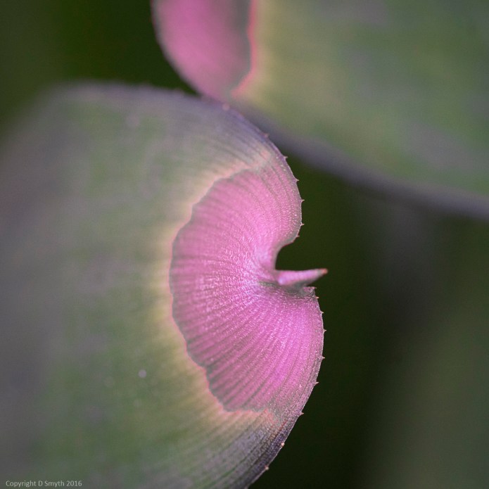 a1_20160226_20160226_KewGardens_09209611_6000 x 4000-2