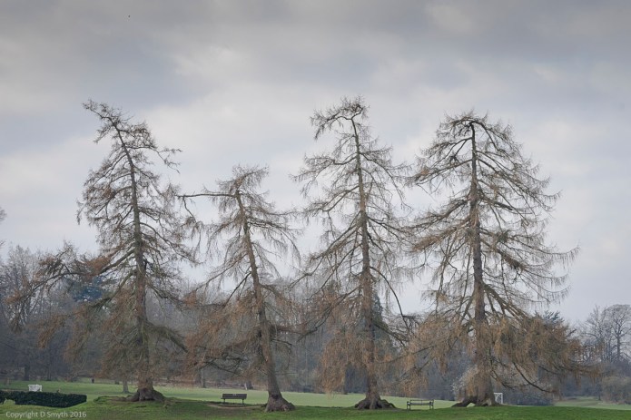 a1_20160227_20160227_StAlbans_06209890_6000 x 4000