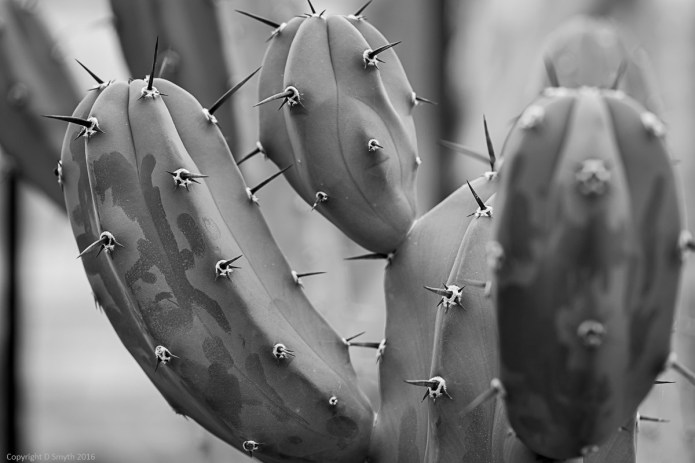 bw_20160226_20160226_KewGardens_21109730_6000 x 4000