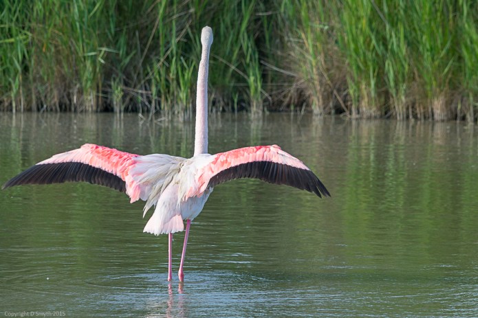 a1_20150522_20150522__DSC8126_6000 x 4000-2