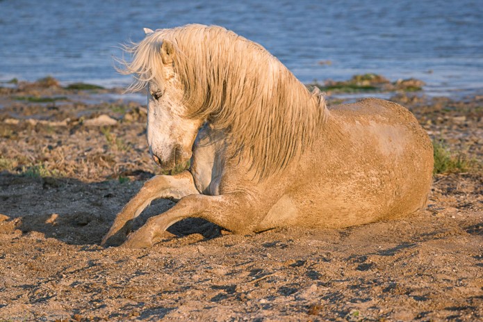 a1_20150523_20150523__DSC8478_6000 x 4000