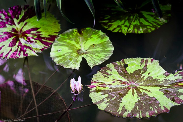 a1_20160226_20160226_KewGardens_14609665_6000 x 4000-2