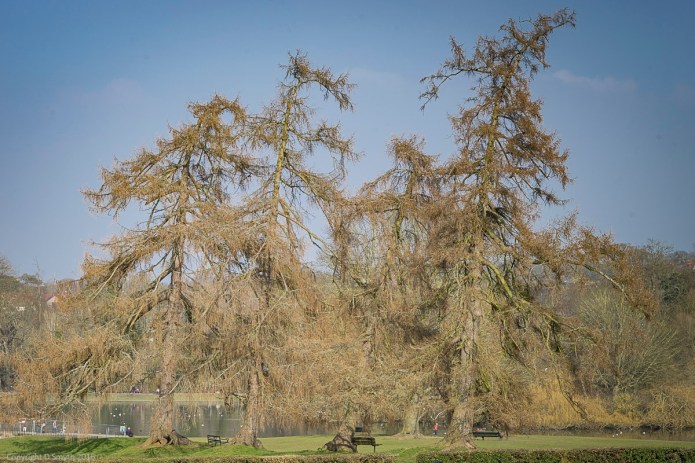 a1_20160311_20160311_StAlbans_01100841_6000 x 4000