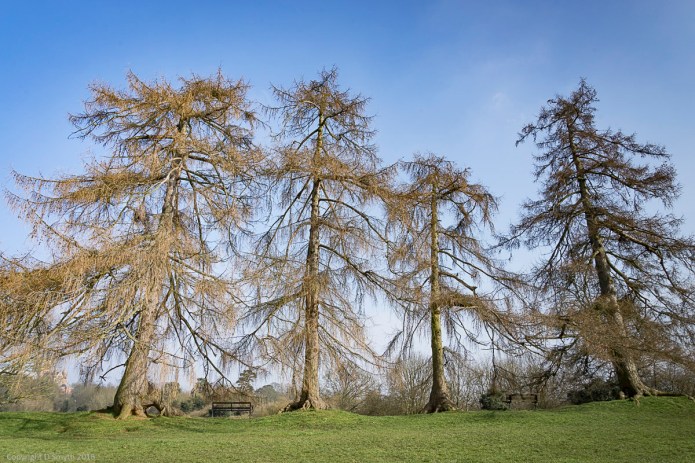 a1_20160311_20160311_StAlbans_01700847_6000 x 4000