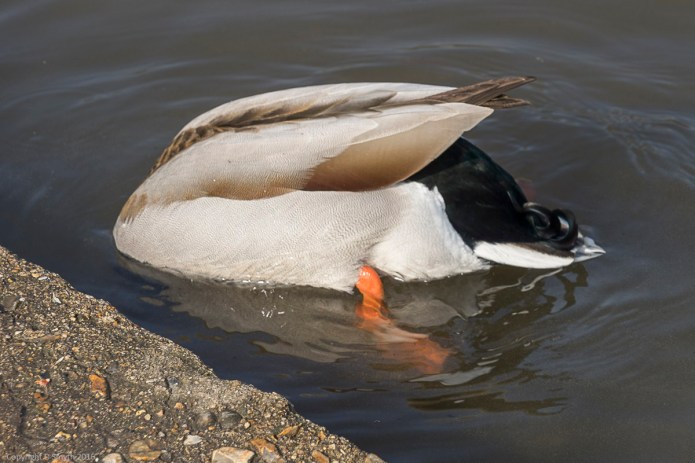 a1_20160311_20160311_StAlbans_03200862_6000 x 4000