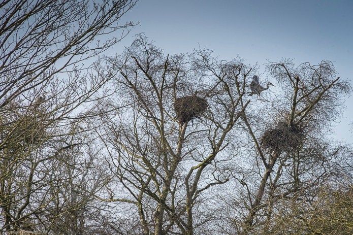 a1_20160311_20160311_StAlbans_04600876_6000 x 4000