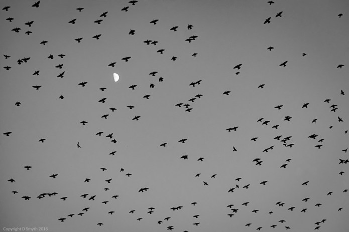 a1_20160316_20160316_Belfast_02601092_6000 x 4000-2