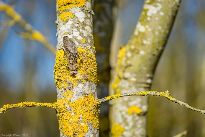 a1_20160325_20160325_StAlbans_01501460_6000 x 4000