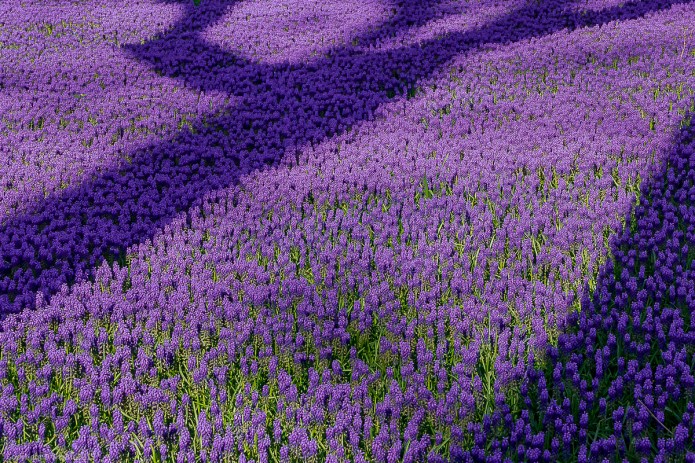 a1_20150421_book_20150421_20150421__DSC5024_6000 x 4000_3600 x 2400.jpg