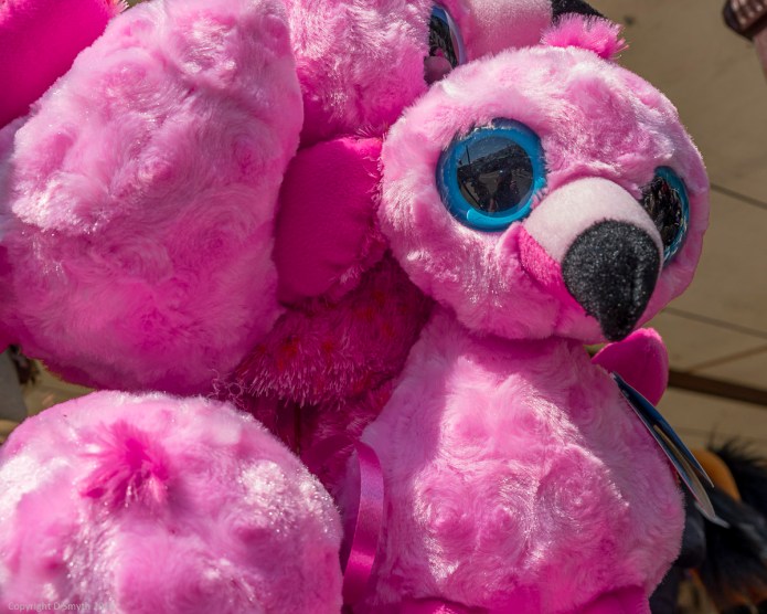 a1_20150524_20150524__DSC9080_6000 x 4000