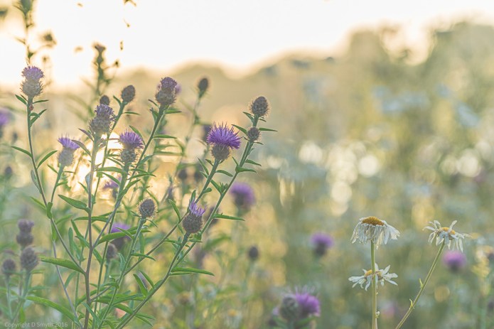 a1_20150630_20150630__DSC0635_6000 x 4000