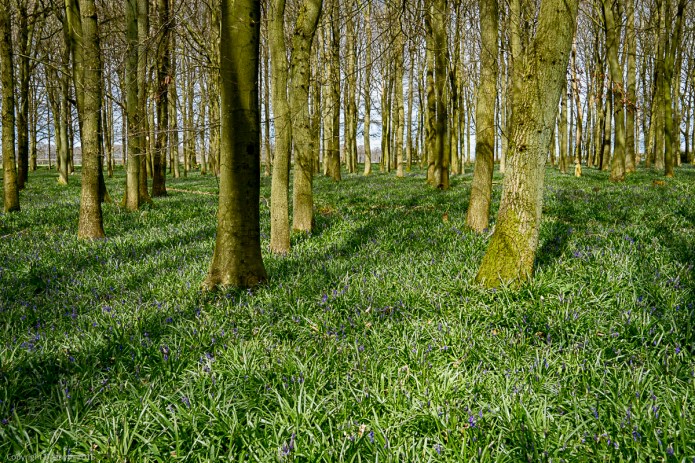 a1_20160412_20160412_Ashridge_10402375_6000 x 4000-2