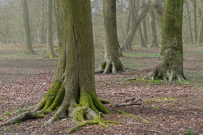 a1_20160412_20160412_Ashridge_13002401_6000 x 4000-3