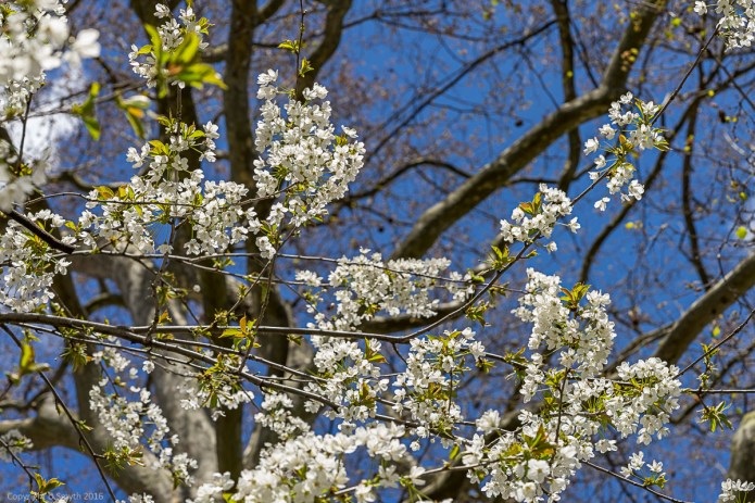 a1_20160417_20160417_London_06602589_6000 x 4000