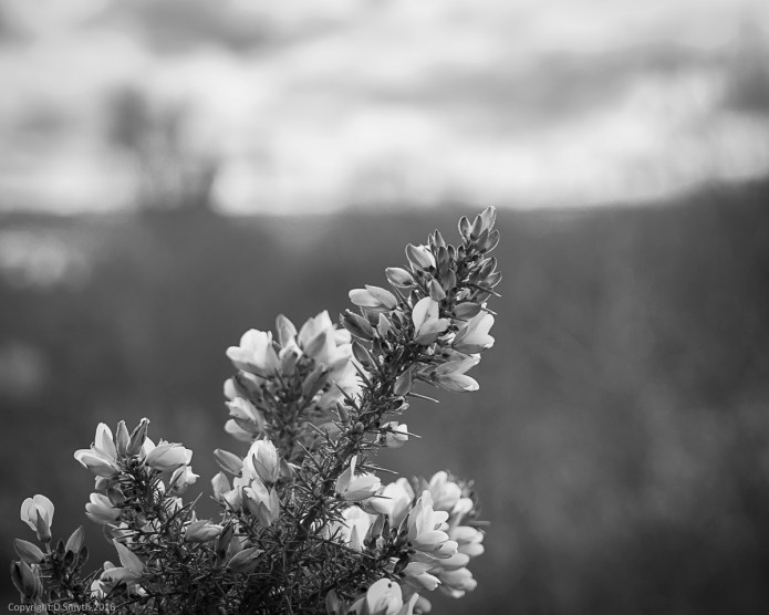bw_20160409_20160409_Edinburgh_05801785_6000 x 4000-2