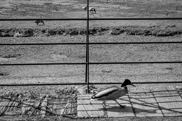 bw_20160409_20160409_Edinburgh_08801815_6000 x 4000-4