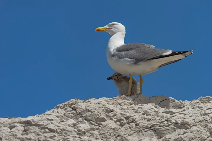 a1_20160510_20160510_Marseille_11404708_6000 x 4000